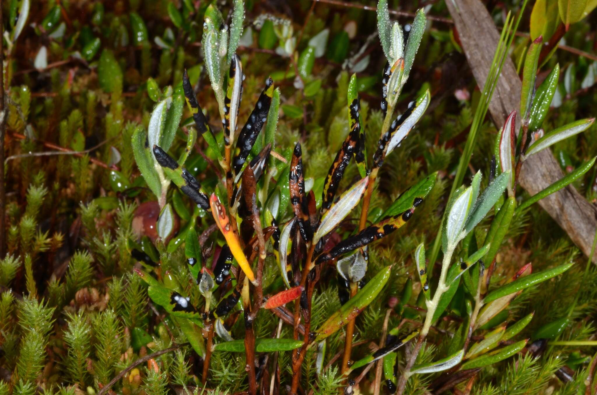 Image of bog rosemary