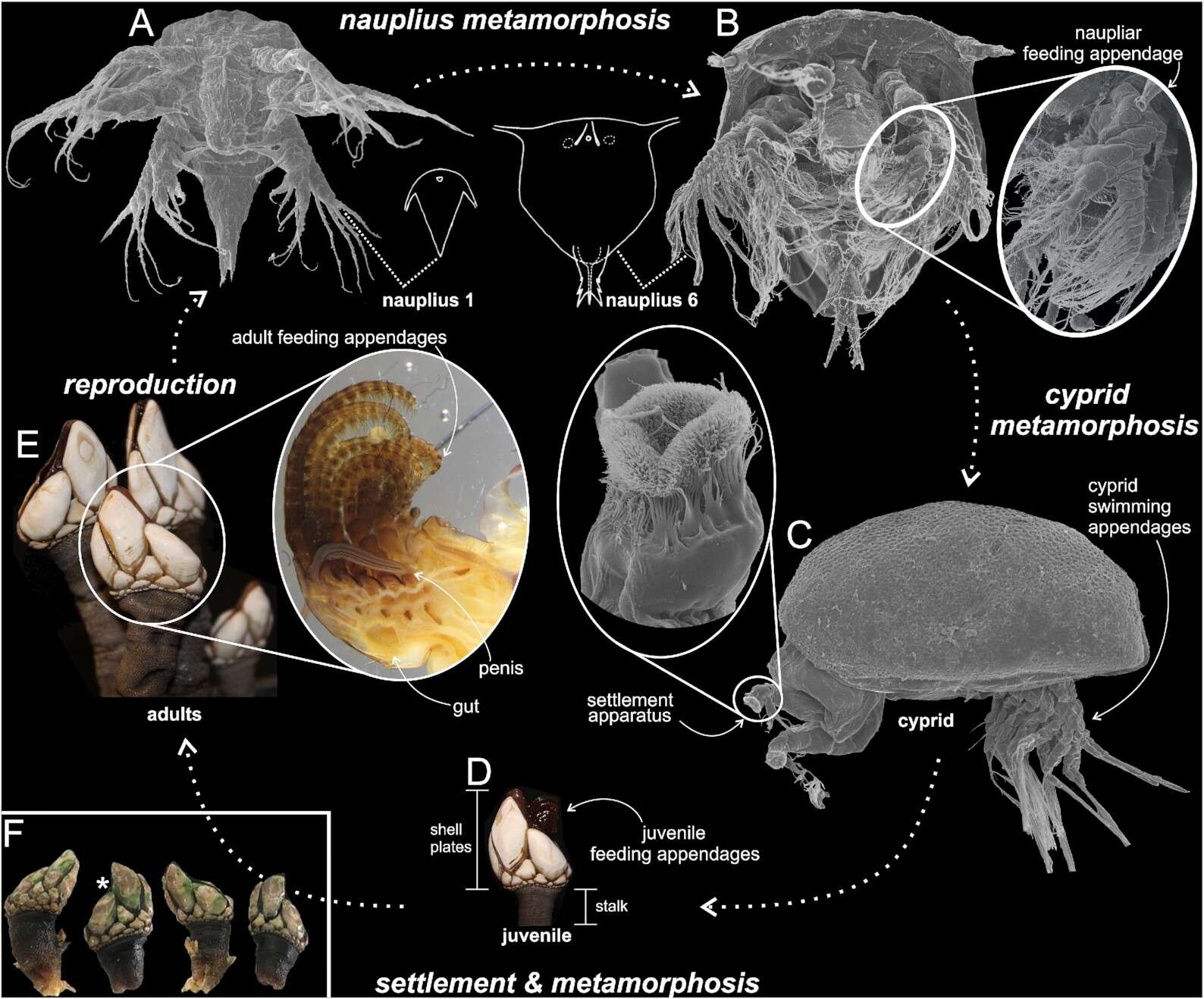 Image of barnacles