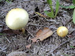 صورة Protostropharia semiglobata (Batsch) Redhead, Moncalvo & Vilgalys 2013