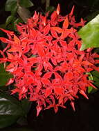 Image of ixora