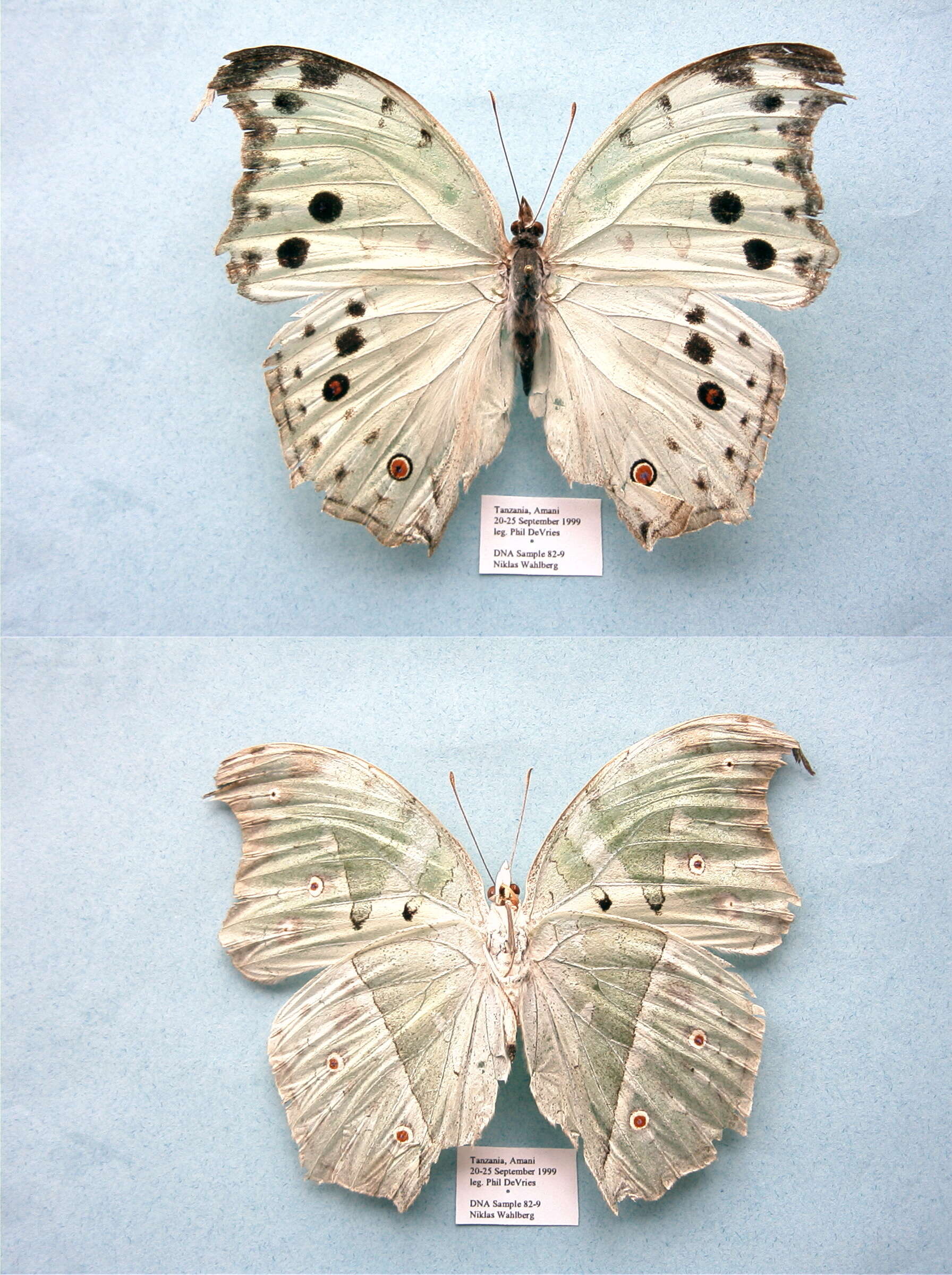 Image of Protogoniomorpha parhassus