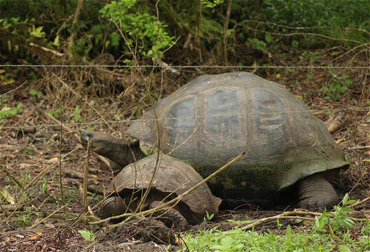 Image of Galapagos giant tortoise