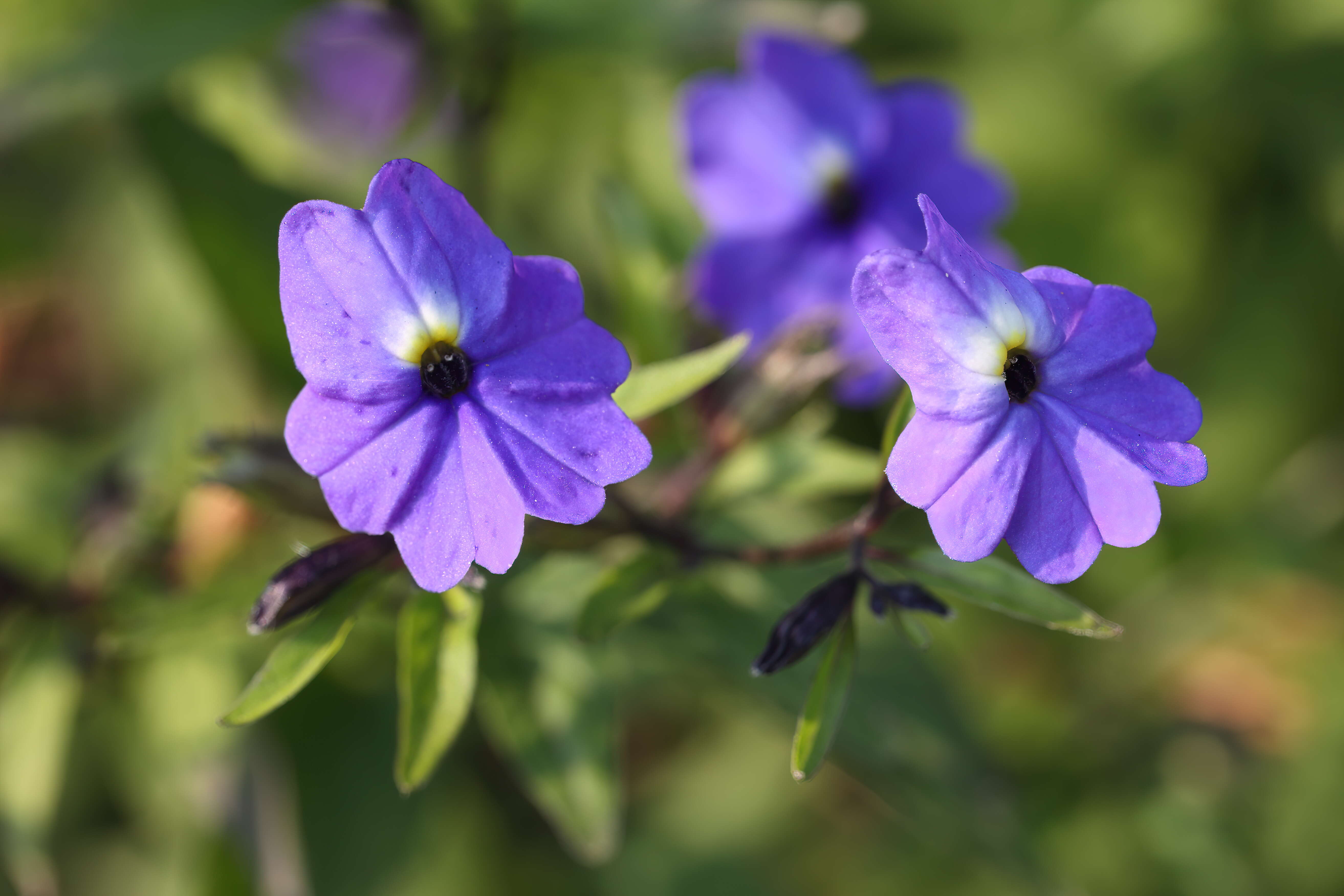 Image of Jamaican forget-me-not