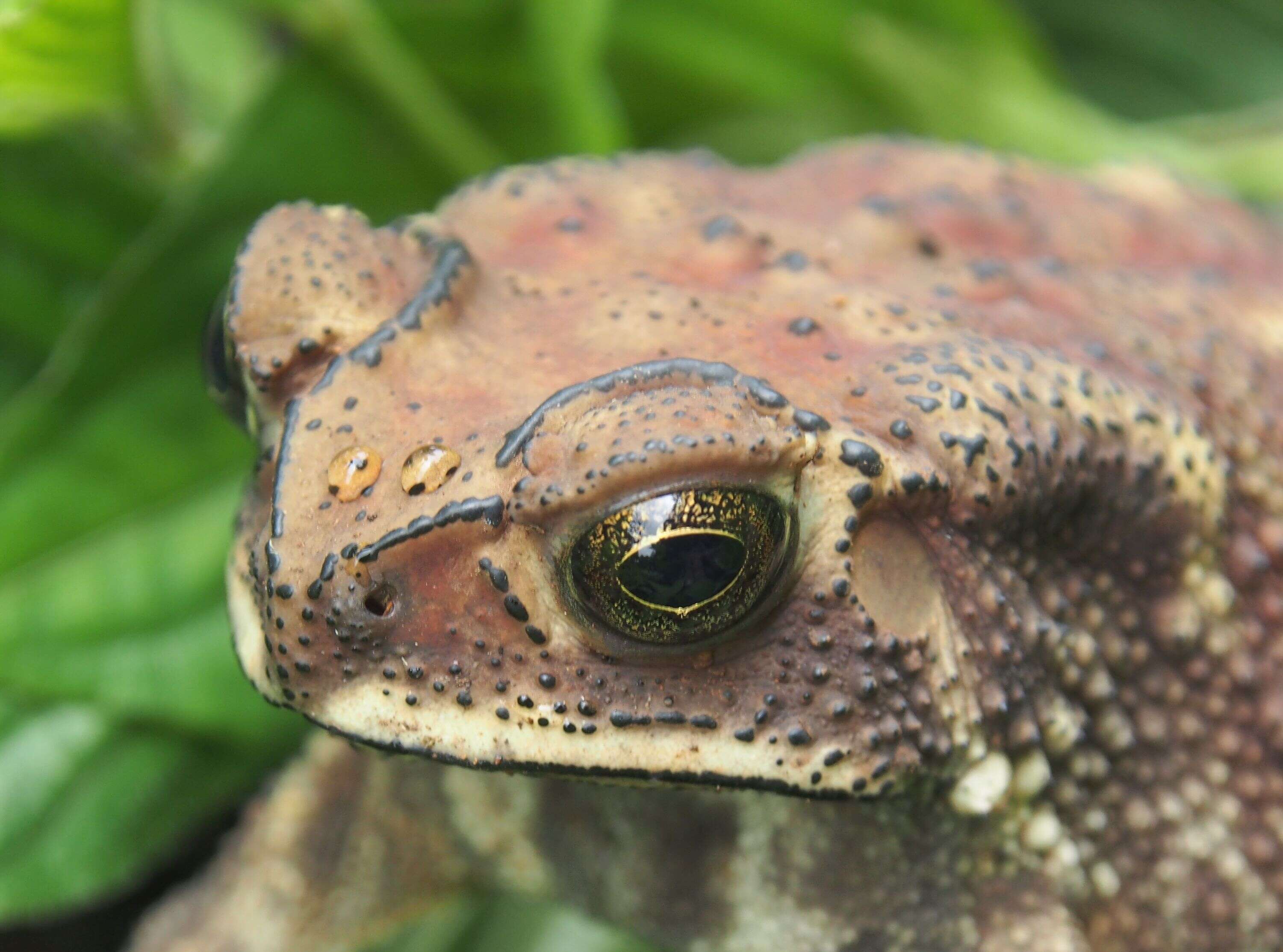 Image of asian black spotted toad