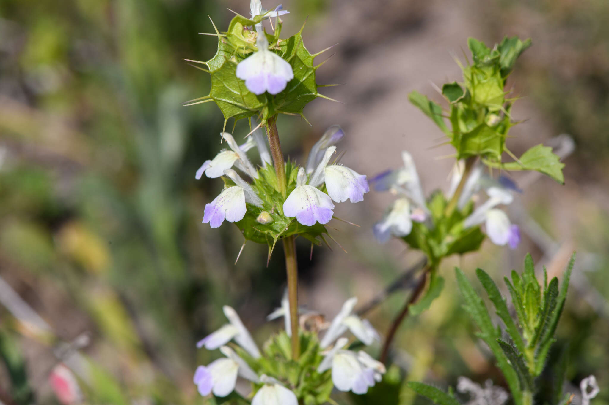 Image of San Diego thorn-mint