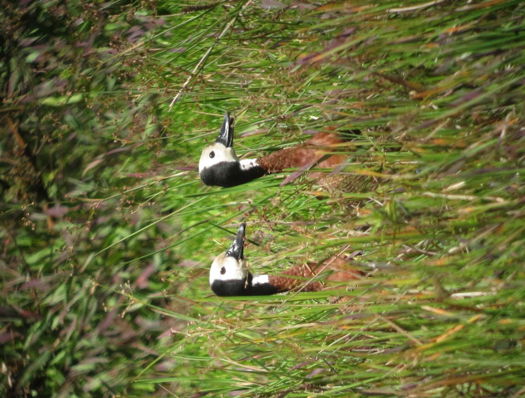 Image of White-faced Whistling Duck