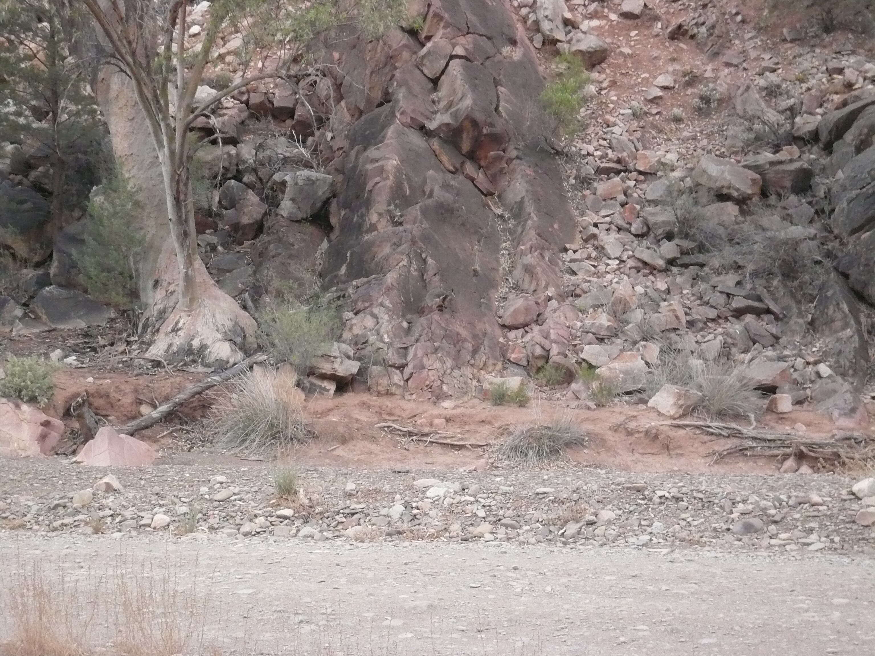 Image of Ring-tailed Rock Wallaby