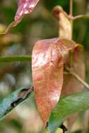 Image de Austropuccinia psidii (G. Winter) Beenken 2017