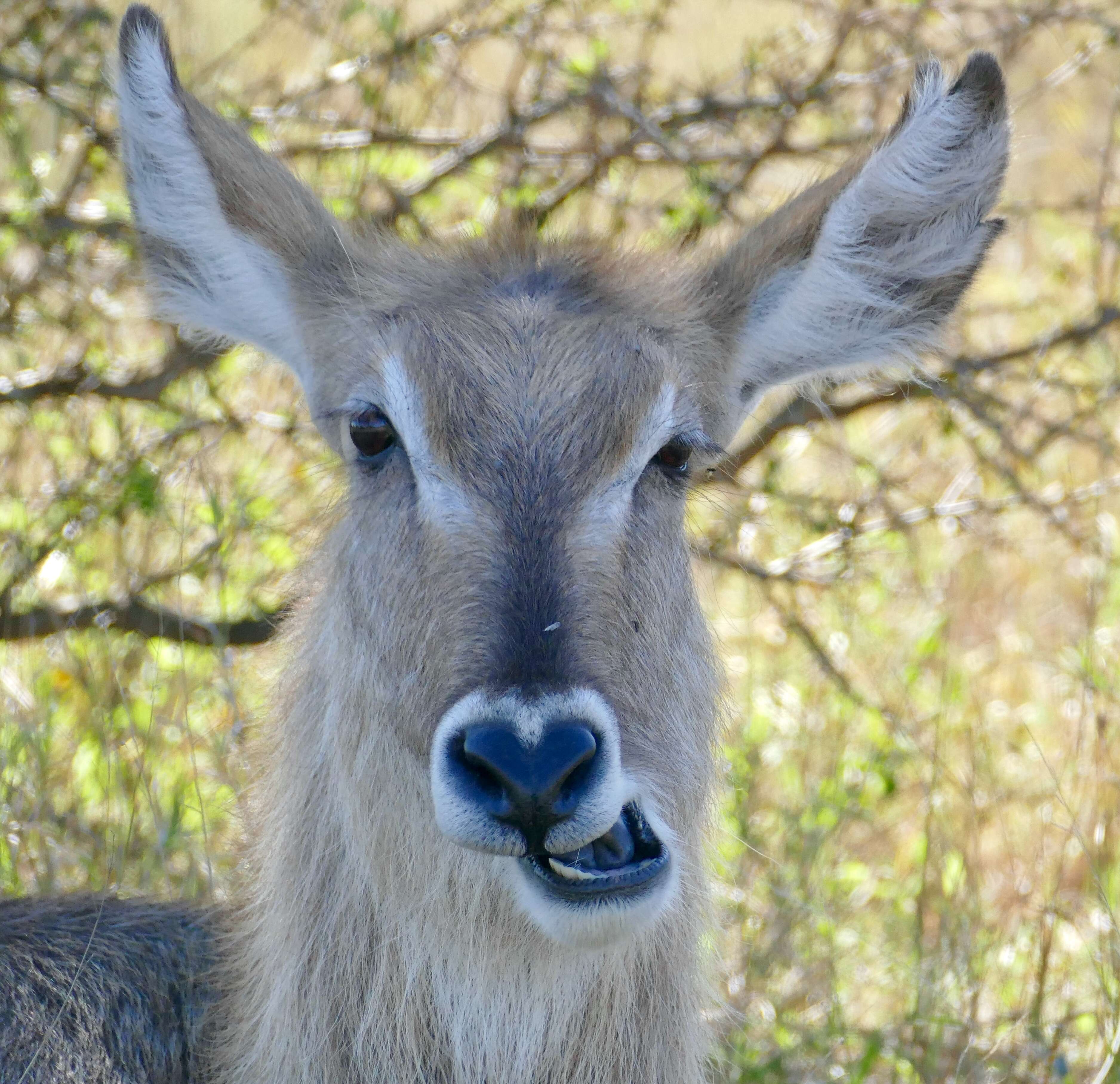 Image of Reduncinae