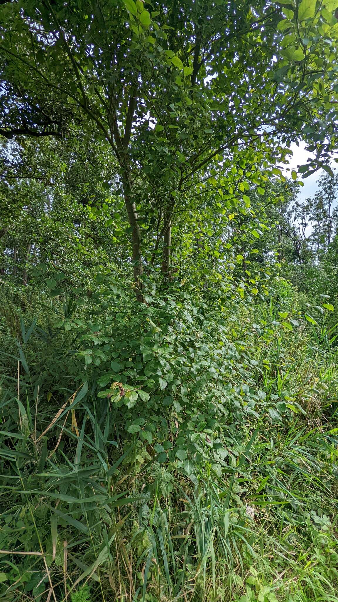 Image of goat willow