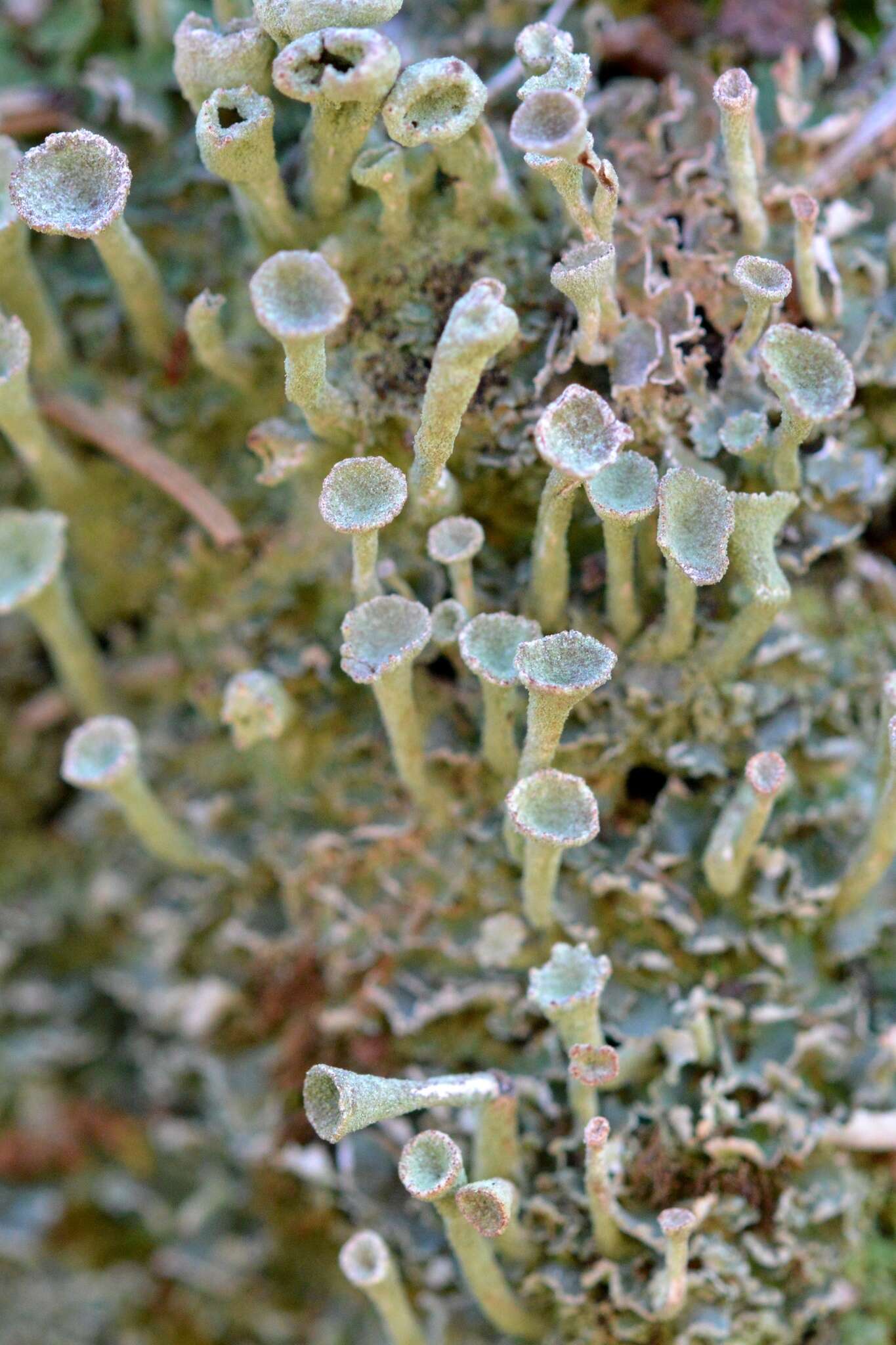 Image of cup lichen