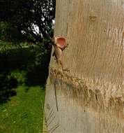 Image of Blemished Anole