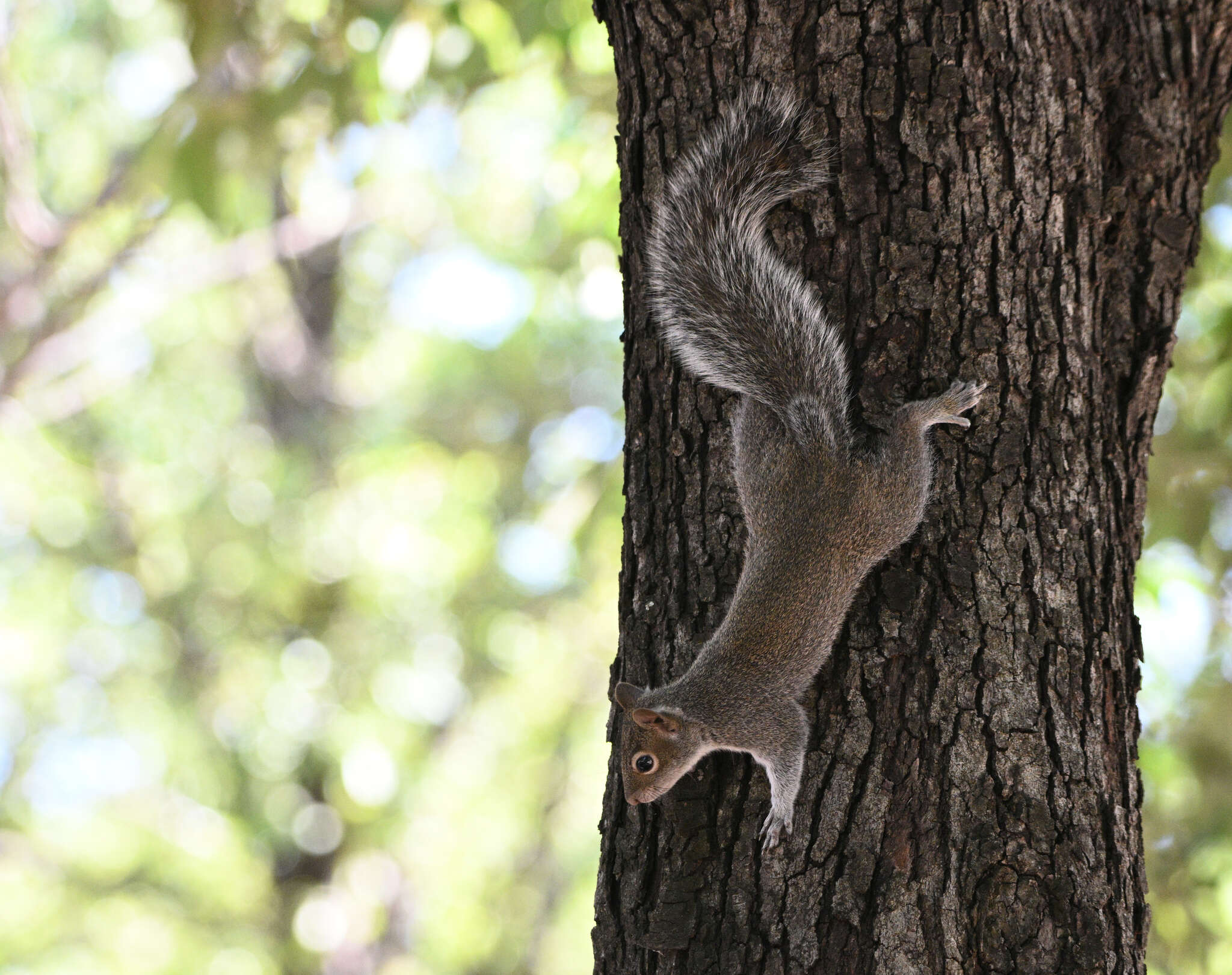 Image of Allen's Squirrel