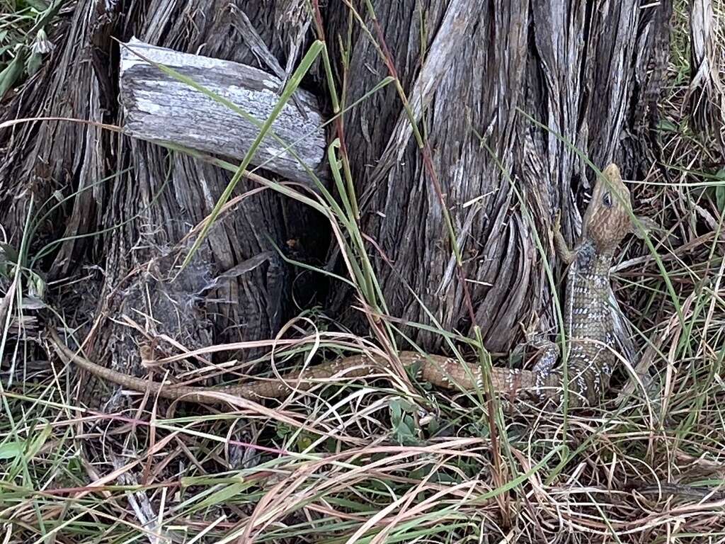 Image of Texas Alligator Lizard