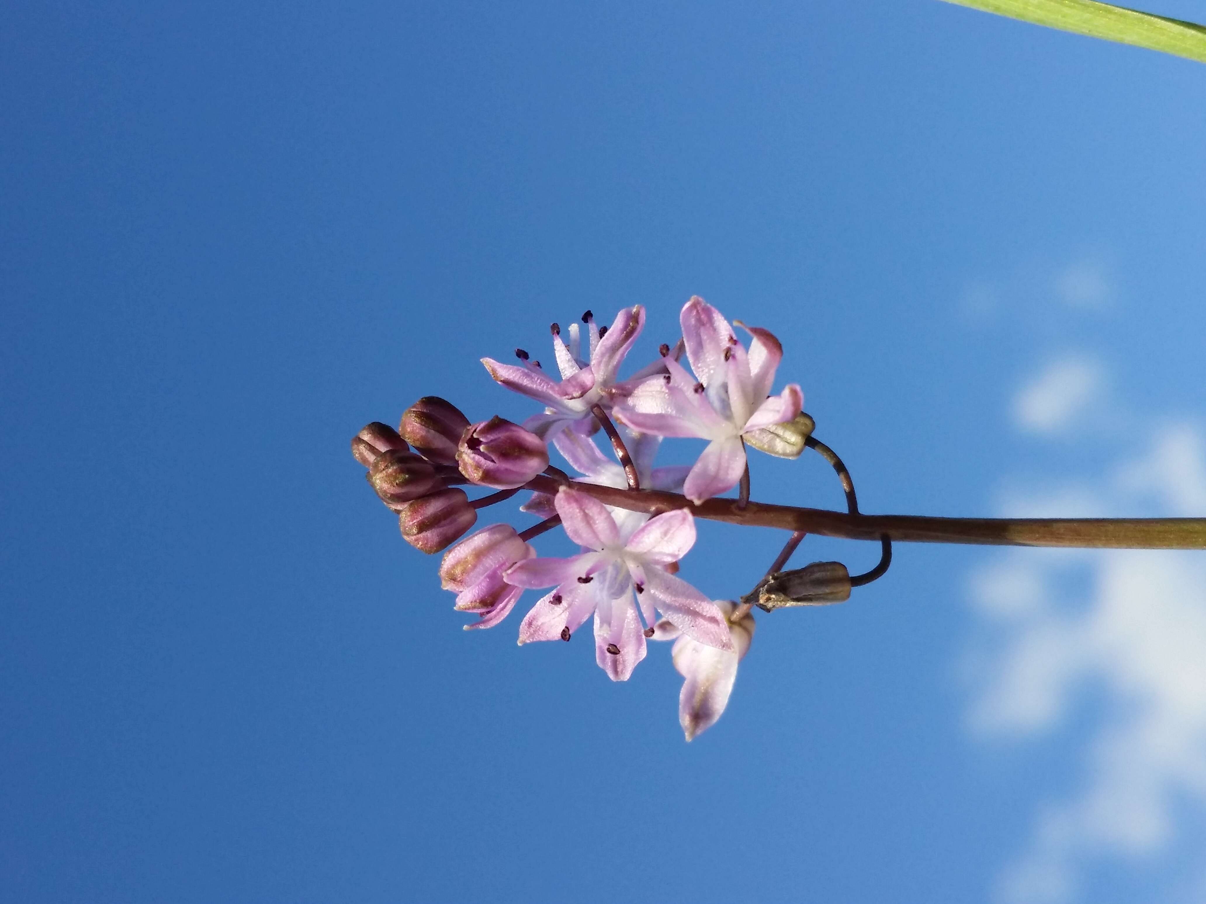 Image of autumn squill