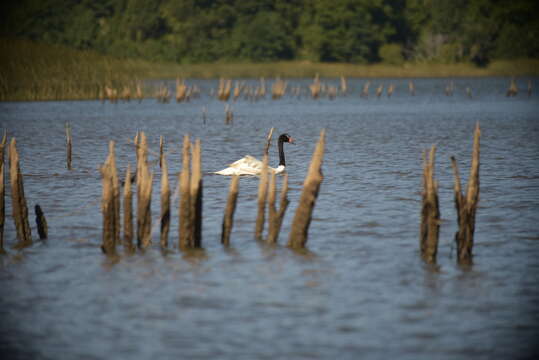 Image of Black-necked Swan