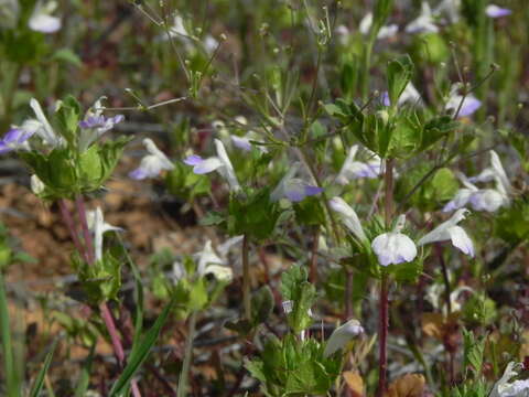 Слика од Acanthomintha ilicifolia A. Gray