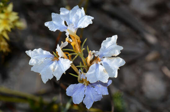 Image of Lechenaultia hortii L. W. Sage