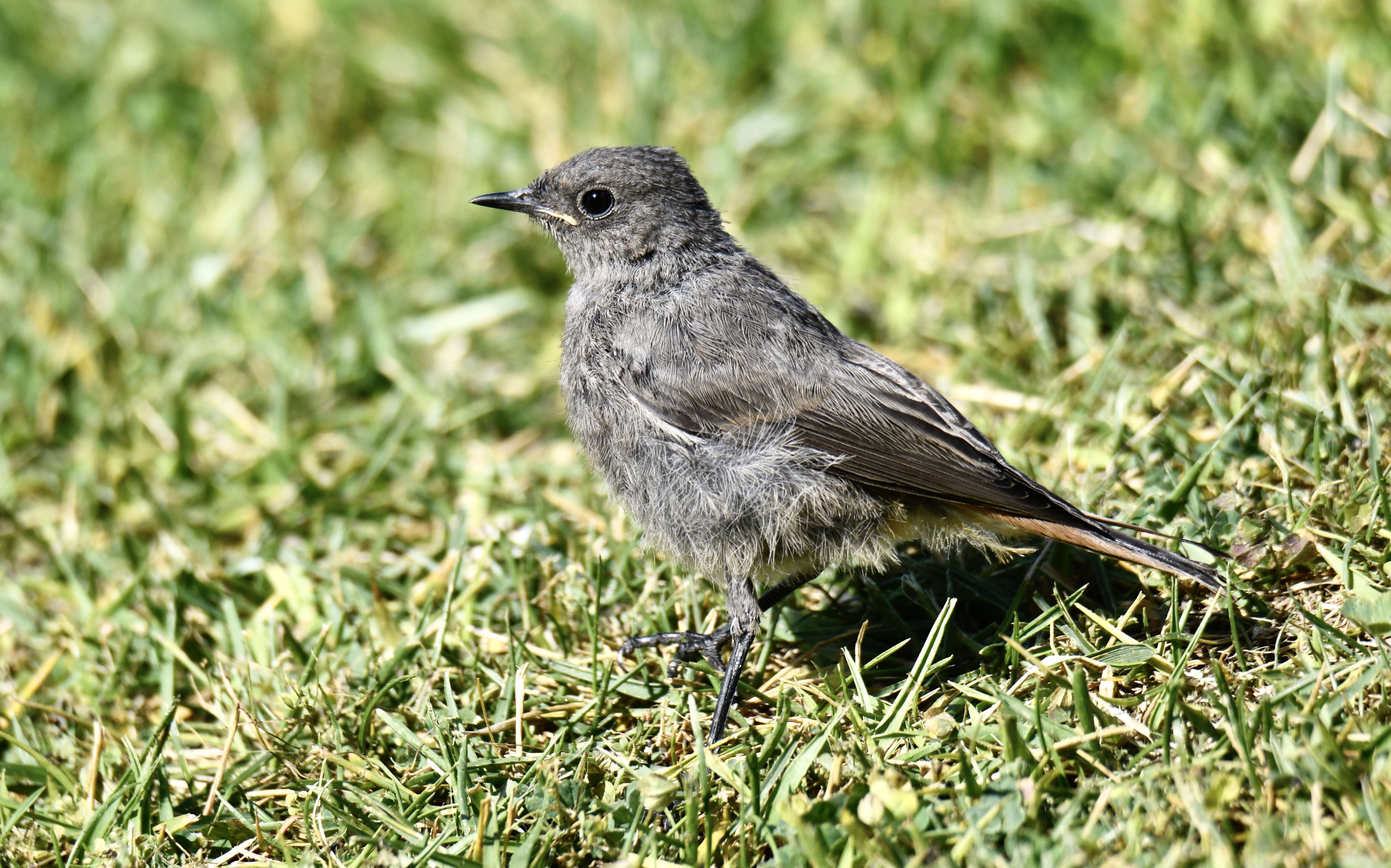 Image of Black Redstart