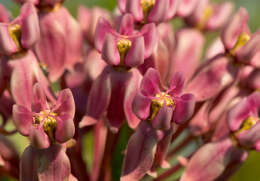 Image of prairie milkweed