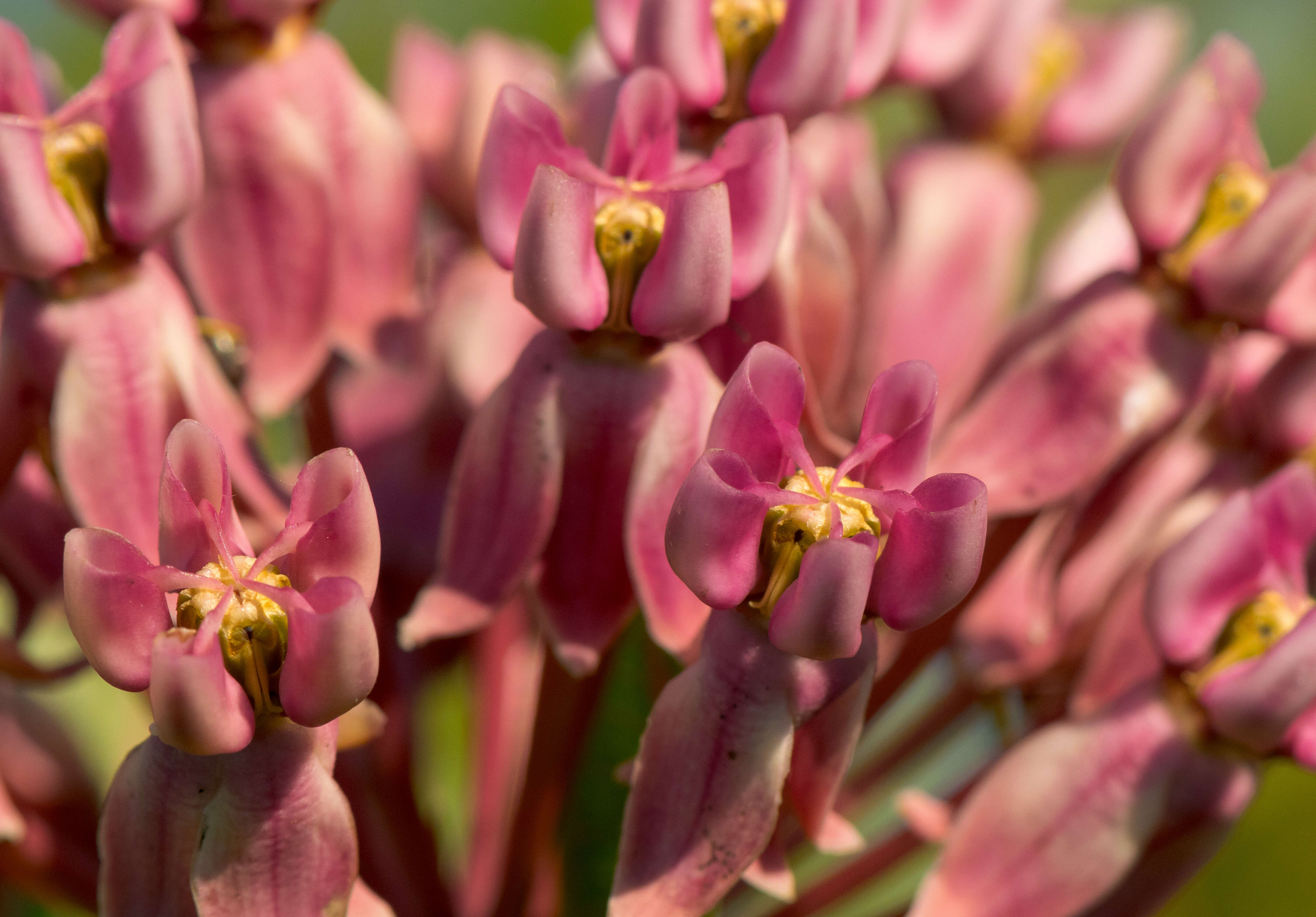 Image of prairie milkweed