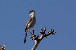 Image of Black-tailed Gnatcatcher