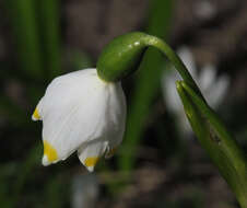 Image of Spring Snowflake