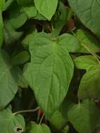 Image of Solanum lyratum Thunb.