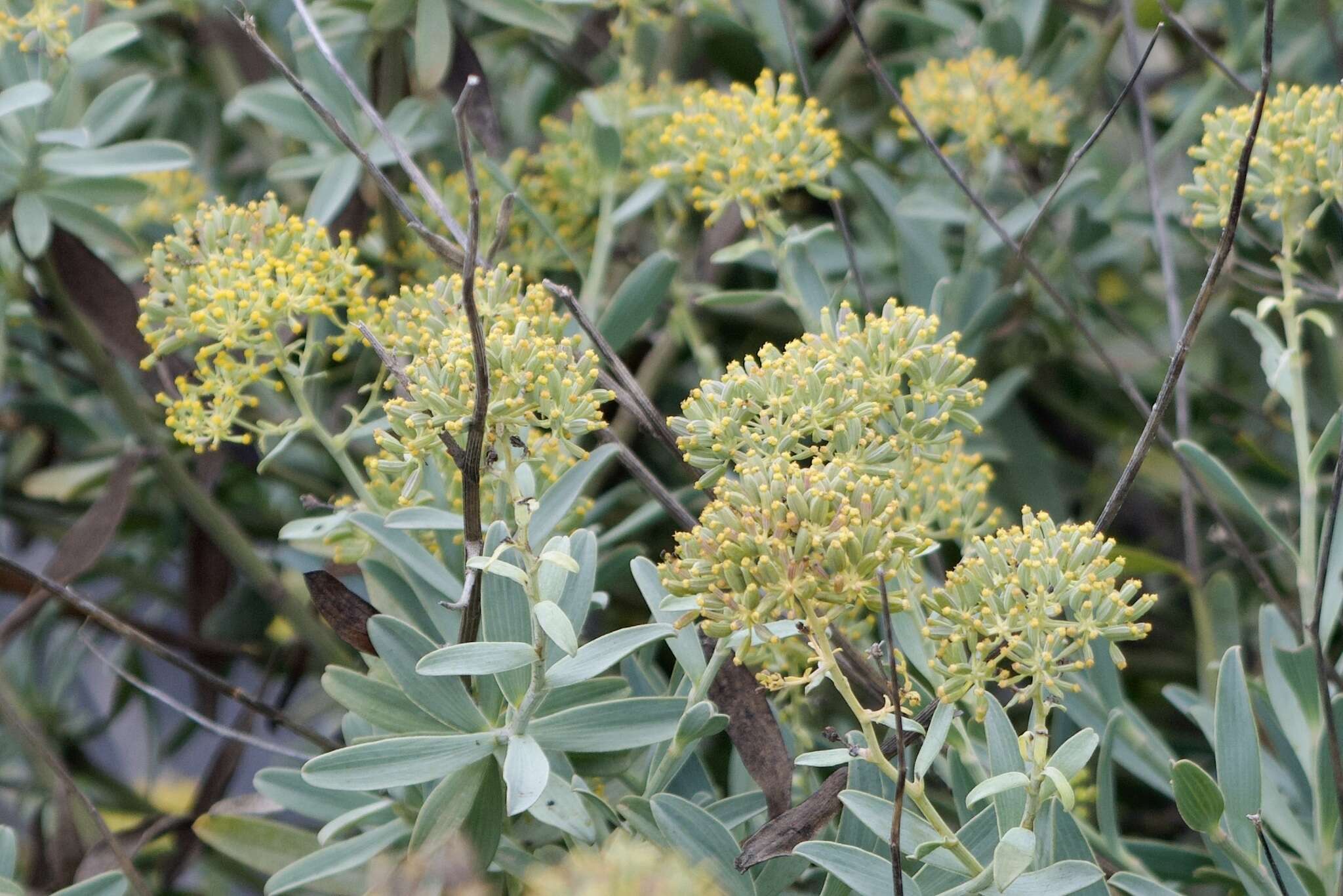 Image of Bupleurum handiense (Bolle) G. Kunkel