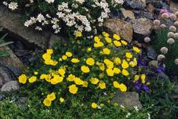 Image of Potentilla aurea L.