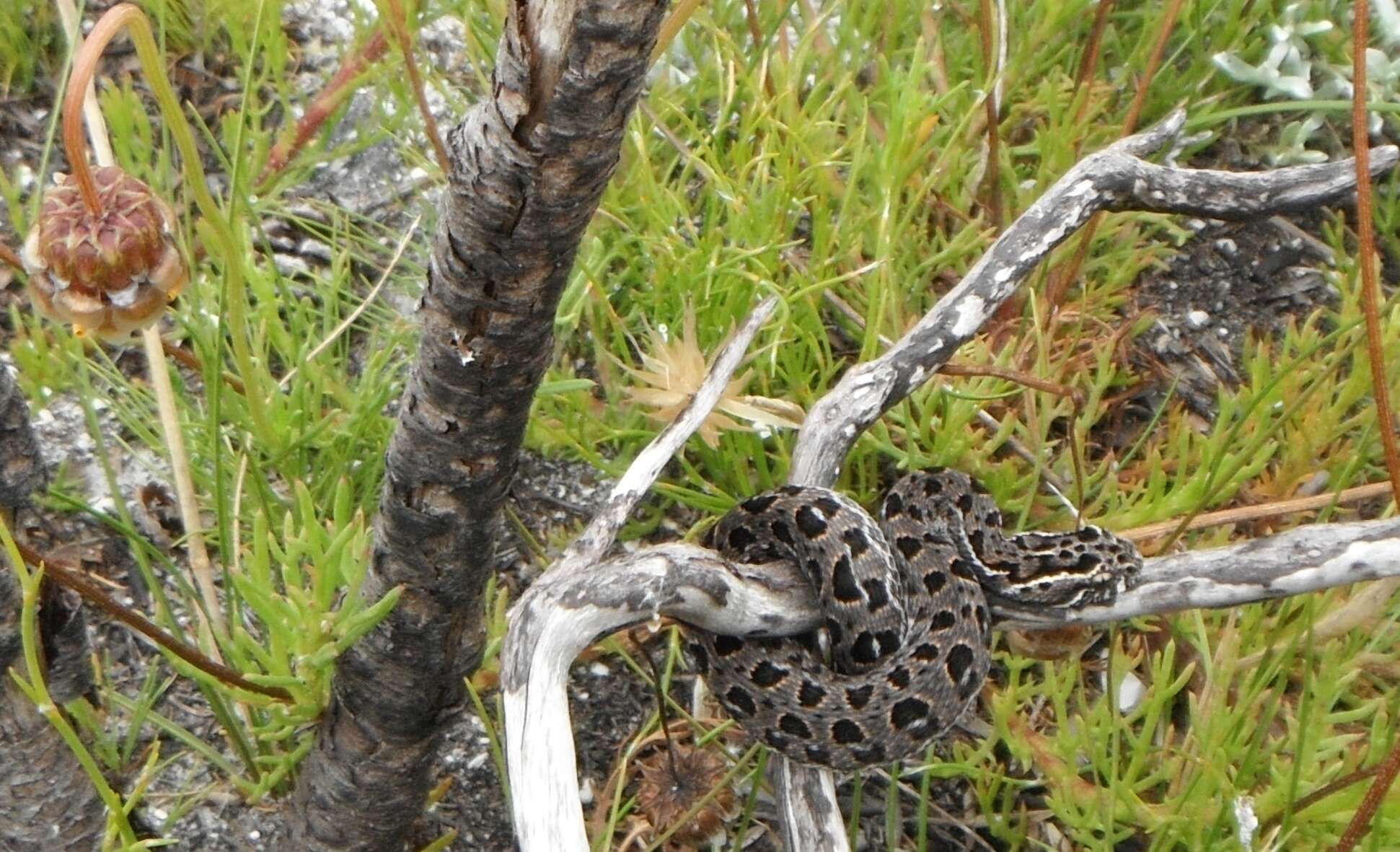 Bitis atropos (Linnaeus 1758) resmi