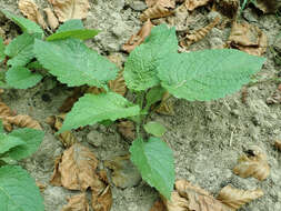 Image of small teasel