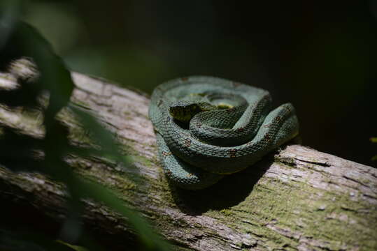 Image of Green Jararaca