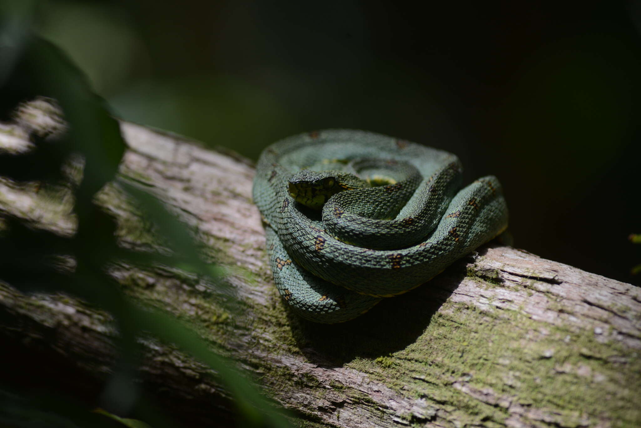 Imagem de Bothrops bilineatus (Wied-Neuwied 1821)