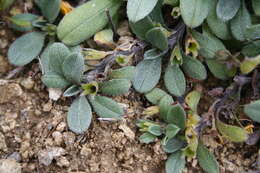 Image of Myosotis colensoi (Kirk) Macbr.