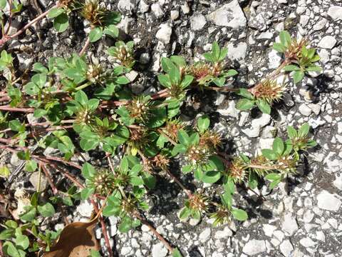 Plancia ëd Trifolium scabrum L.