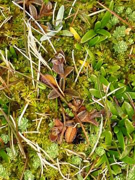 Imagem de Myosotis bryonoma Meudt, Prebble & Thorsen