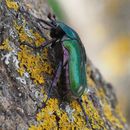 Image of <i>Protaetia <i>cuprea</i></i> cuprea