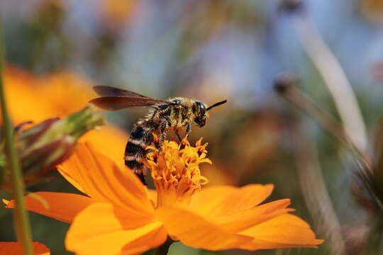 Imagem de Apis cerana japonica