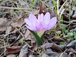 Image of Colchicum bulbocodium Ker Gawl.