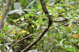 Image of Magnolia Warbler