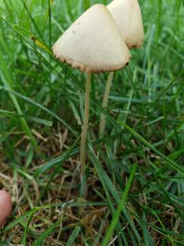 Image of Conocybe apala (Fr.) Arnolds 2003