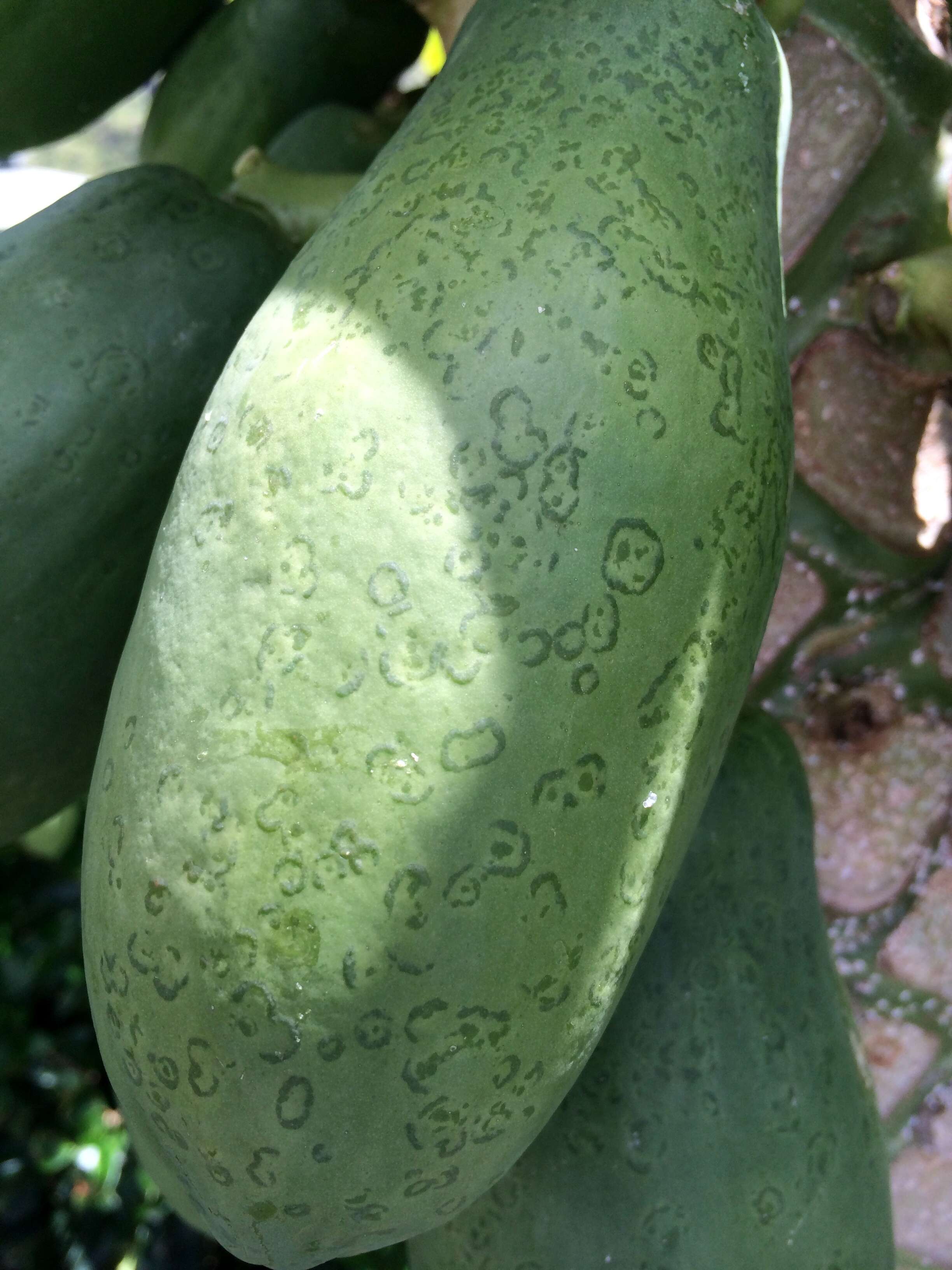 Image of Papaya ringspot virus