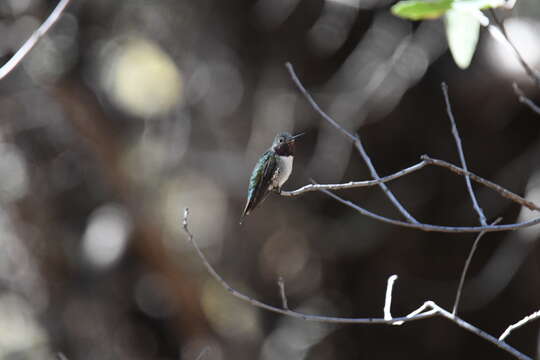 Image of Broad-tailed Hummingbird