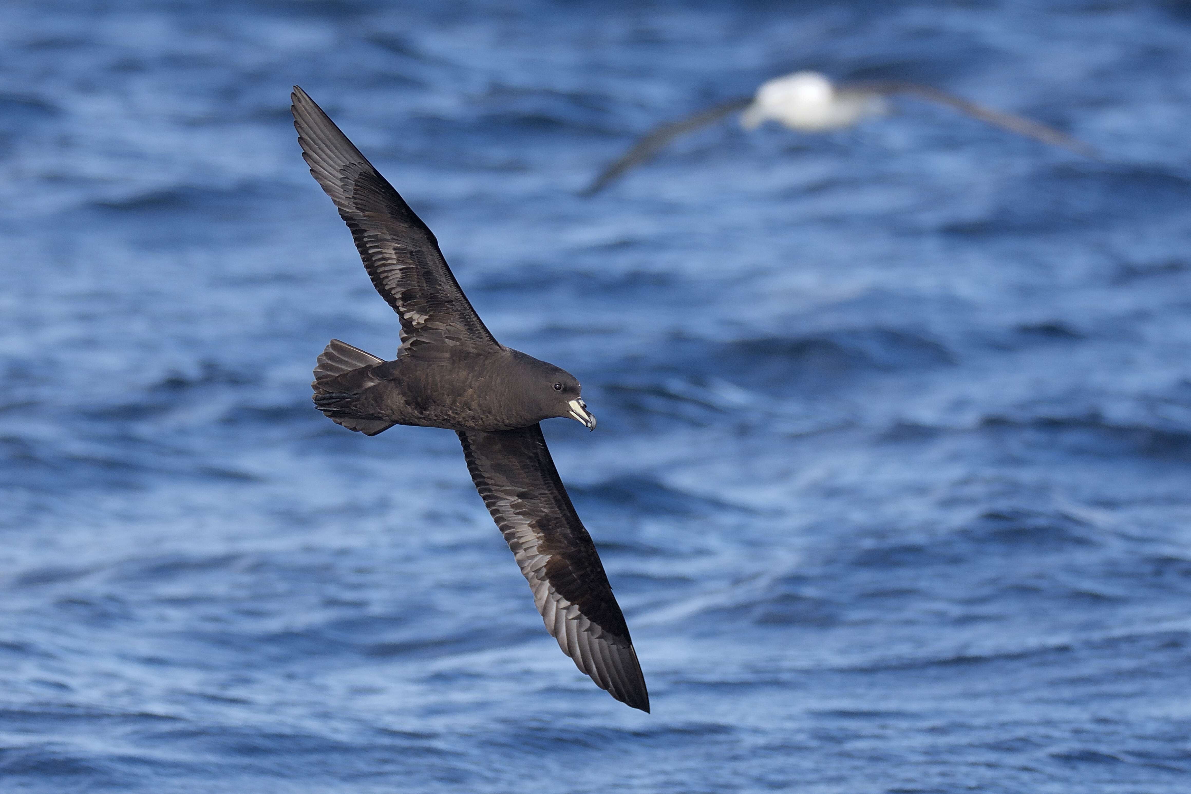 Image of Westland Black Petrel