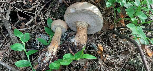 Image of Tylopilus felleus (Bull.) P. Karst. 1881