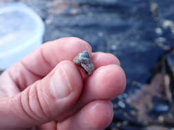 Image of Blue Top Snail