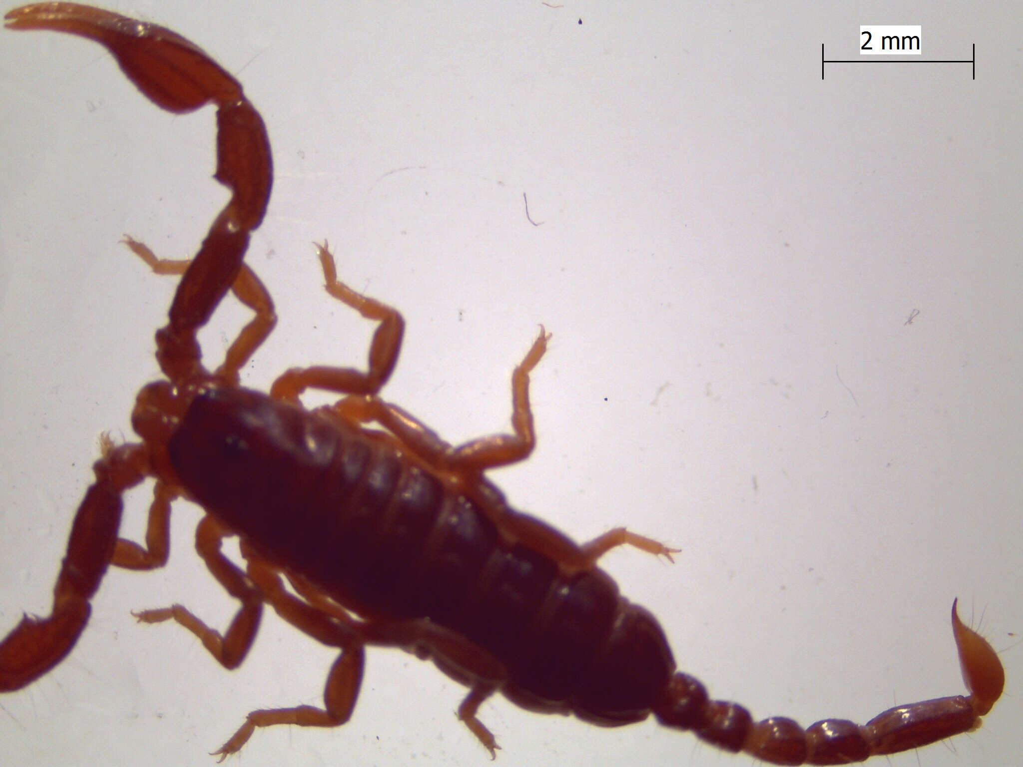 Image of Euscorpius carpathicus (Linnaeus 1767)