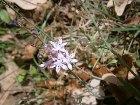 Image of autumn squill