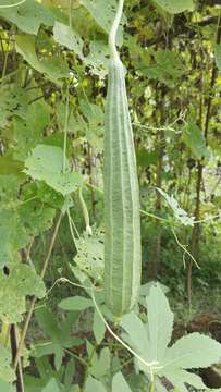 Image of sinkwa towelsponge